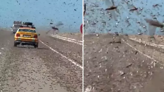 Boujdour Otoyolunu Dev Çekirgeler Doyurdu: Görüntüler Sosyal Medyada Yankı Buldu