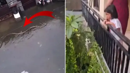 Bali'de Sel Felaketi: Sular Yükseldi, Sokaklarda 5 Metrelik Pitonlar Görüldü