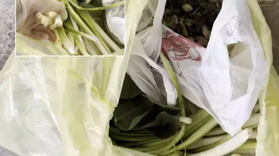 Mersin’de Pazardan Alınan ‘Pazı’ Zehirli Tırısık Otu Çıktı: Doktorun Sağlığı Tehlikede