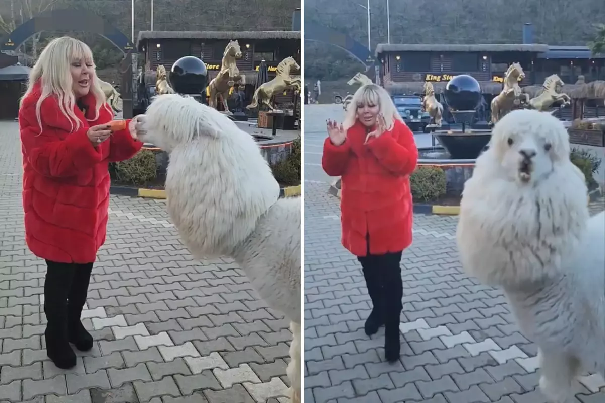 Safiye Soyman çiftlikte alpaka ile