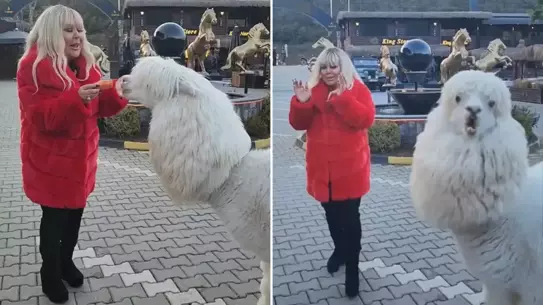 Safiye Soyman’ın Alpaka Besleme Anı Şaşırtıcı Bir Tükürükle Sonuçlandı