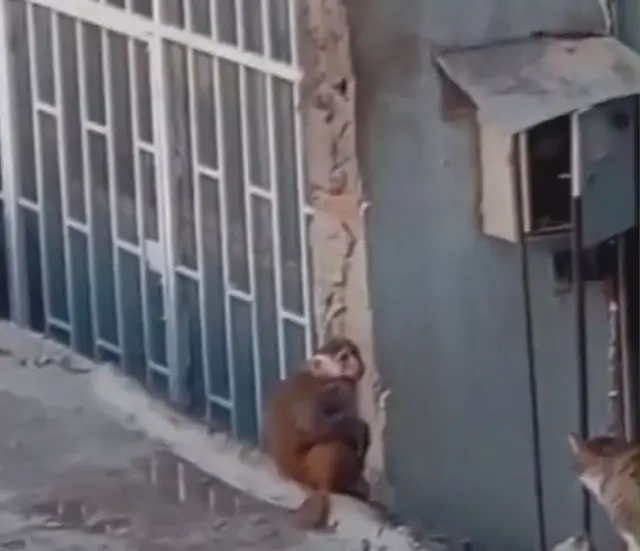 Maymun çatıdan çatıya atlıyor