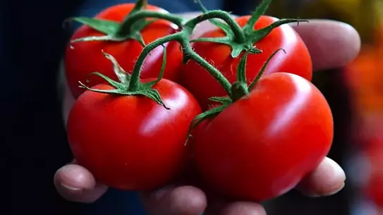 Ayaş Domatesi, TasteAtlas Listesinde Dünya 8. Sırasına Yükseldi