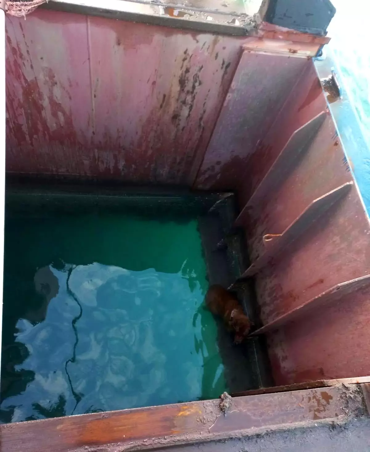 Denize düşen köpek itfaiye tarafından kurtarıldı