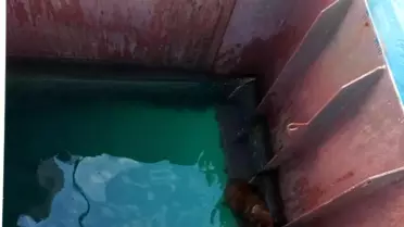 Hatay’da Denize Düşen Köpek Hayata Döndü: İtfaiyenin Hızlı Müdahalesi