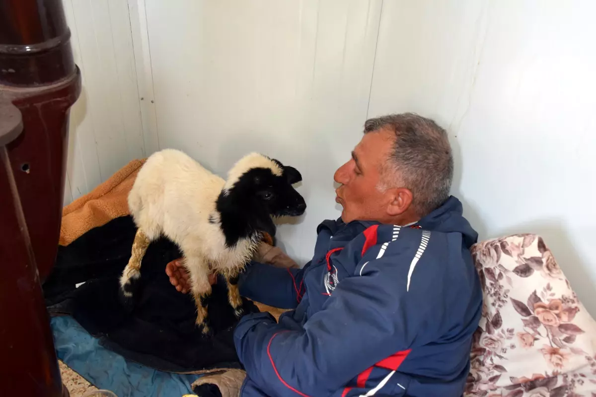 Kuzunun biberonla beslenmesi