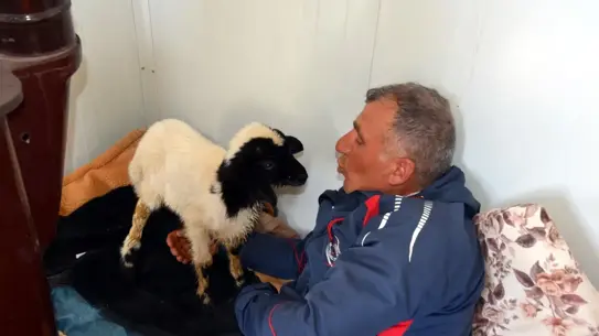 Yalnız Kuzuya Anne Şefkati: Biberonla Beslenme Hikâyesi