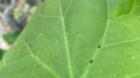 Kaz Dağları'nda Bilim İnsanları Yeni Bir Böcek Türü Aphis dardanelliensis'i Tanımladı
