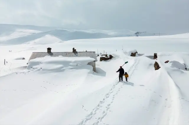 Kar altında beslenen koyunlar