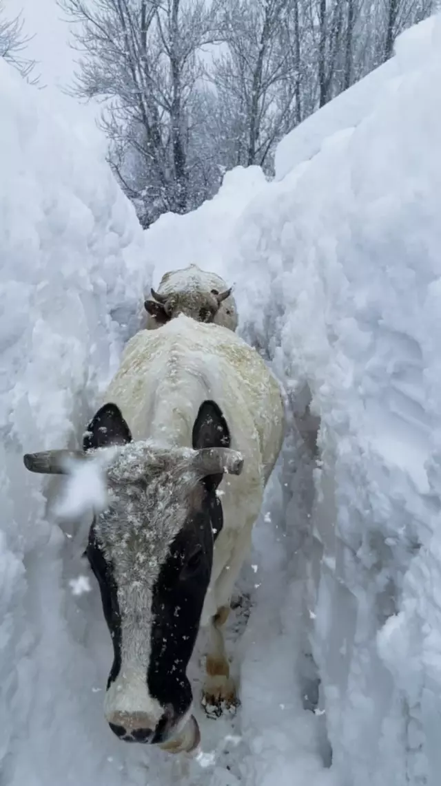 Kar altında kalan hayvanlar
