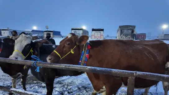 Şarkışla Hayvan Pazarı Kış Şartlarından Etkilendi, Üreticiler Ateş Yakarak Çözüm Arıyor
