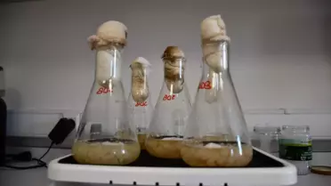 Yeni Nesil Gıda Koruyucusu Bilim Dünyasını Sarsıyor