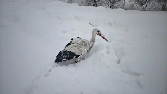 Yüksekova’da Soğukta Kayıp Leylek, Sıcak Bir Evde Hayata Döndü