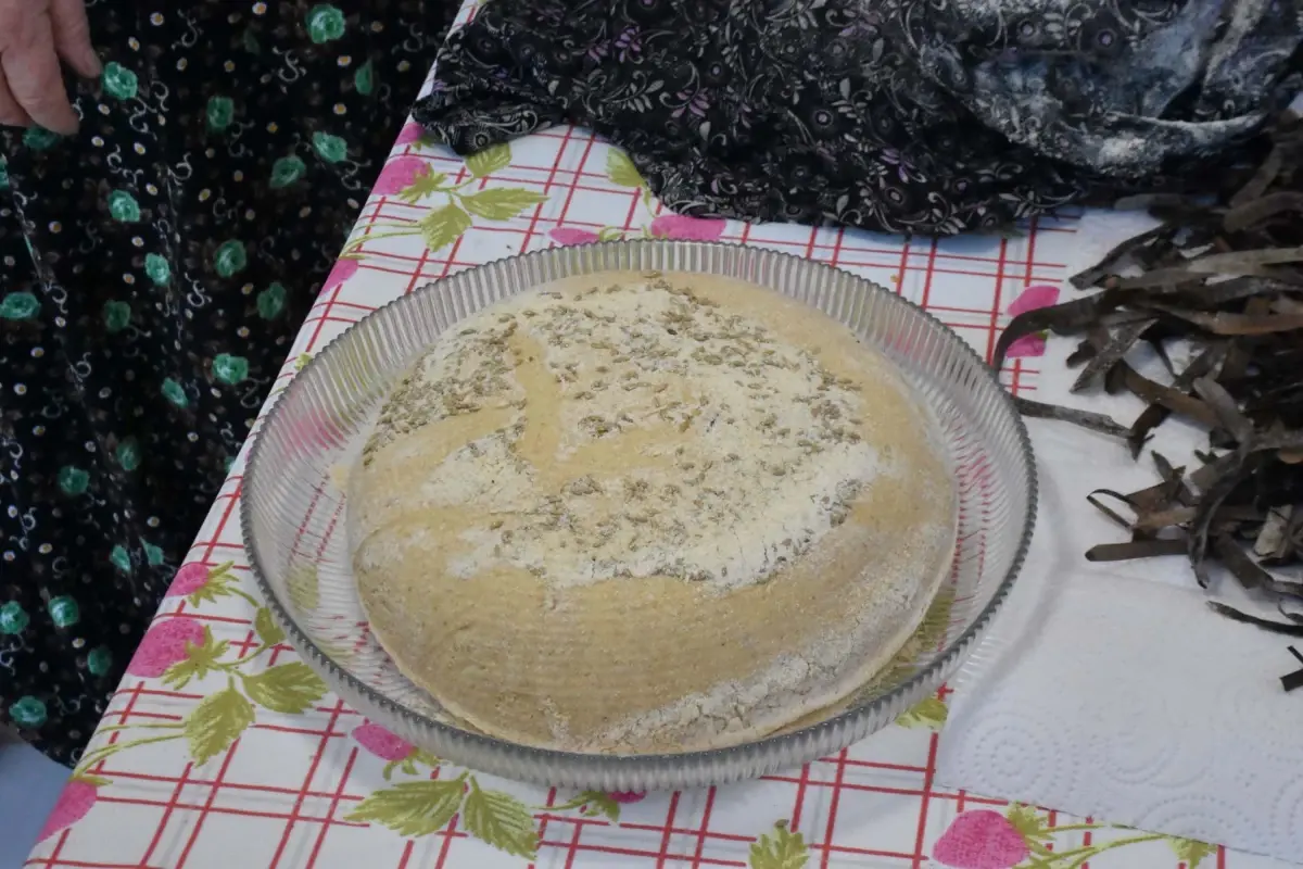 Deniz çayırı tohumları projesi İzmir'de