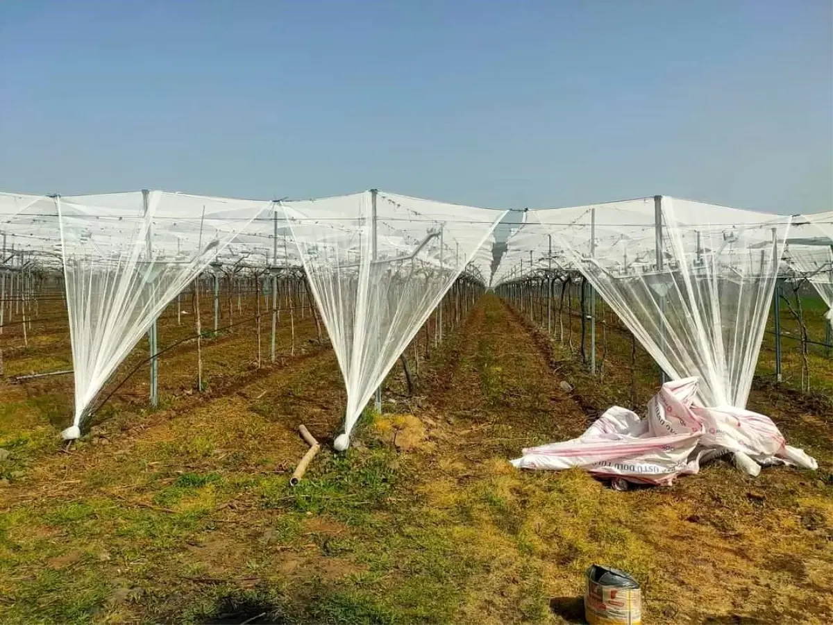 Sarıgöl'de Üzüm Bağları Dolu Tehlikesine Karşı Yeni Önlem: Fileleme Sistemi