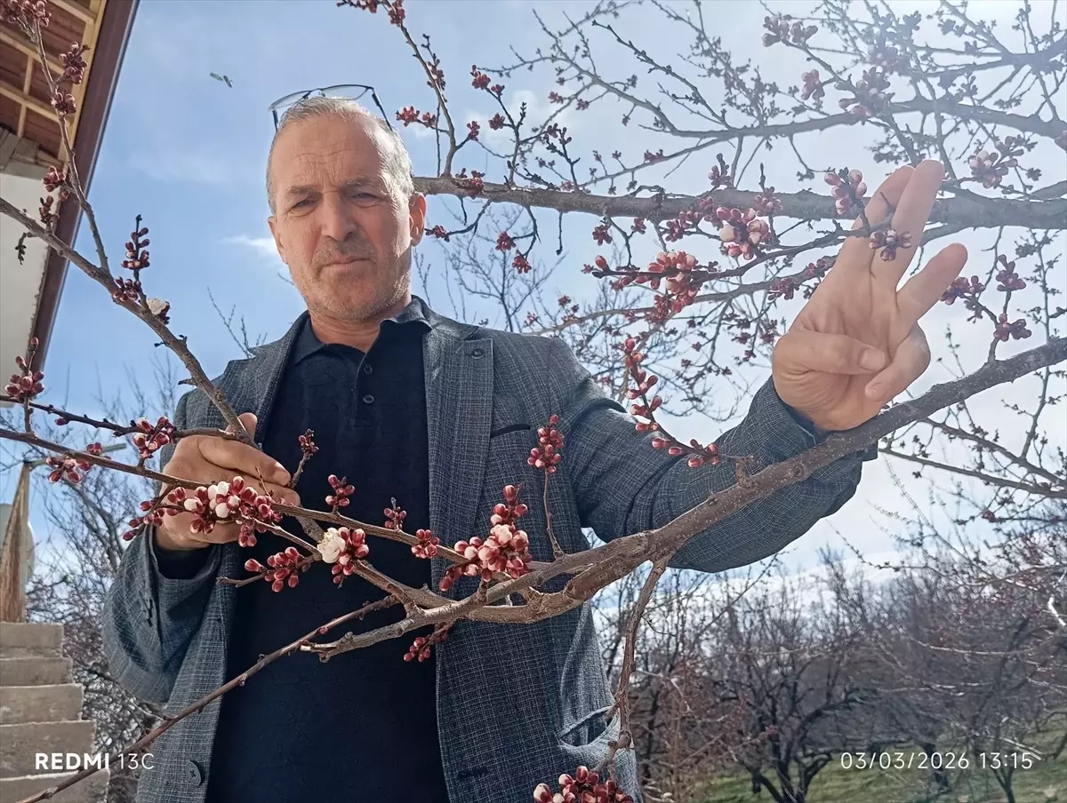Kale ilçesindeki kayısı ağaçları çiçek açtı