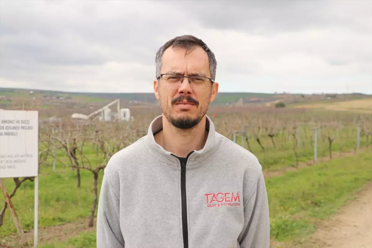 Gün Işığı Üzümü: Tekirdağ’da Tarımsal Yenilik ve Pazar Potansiyeli