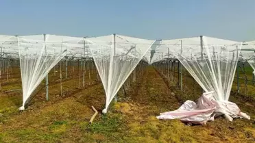 Sarıgöl'de Üzüm Bağları Dolu Tehlikesine Karşı Yeni Önlem: Fileleme Sistemi