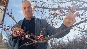 Malatya’nın Kale İlçesinde Kayısı Ağaçları Beklenmedik Şekilde Çiçek Açtı