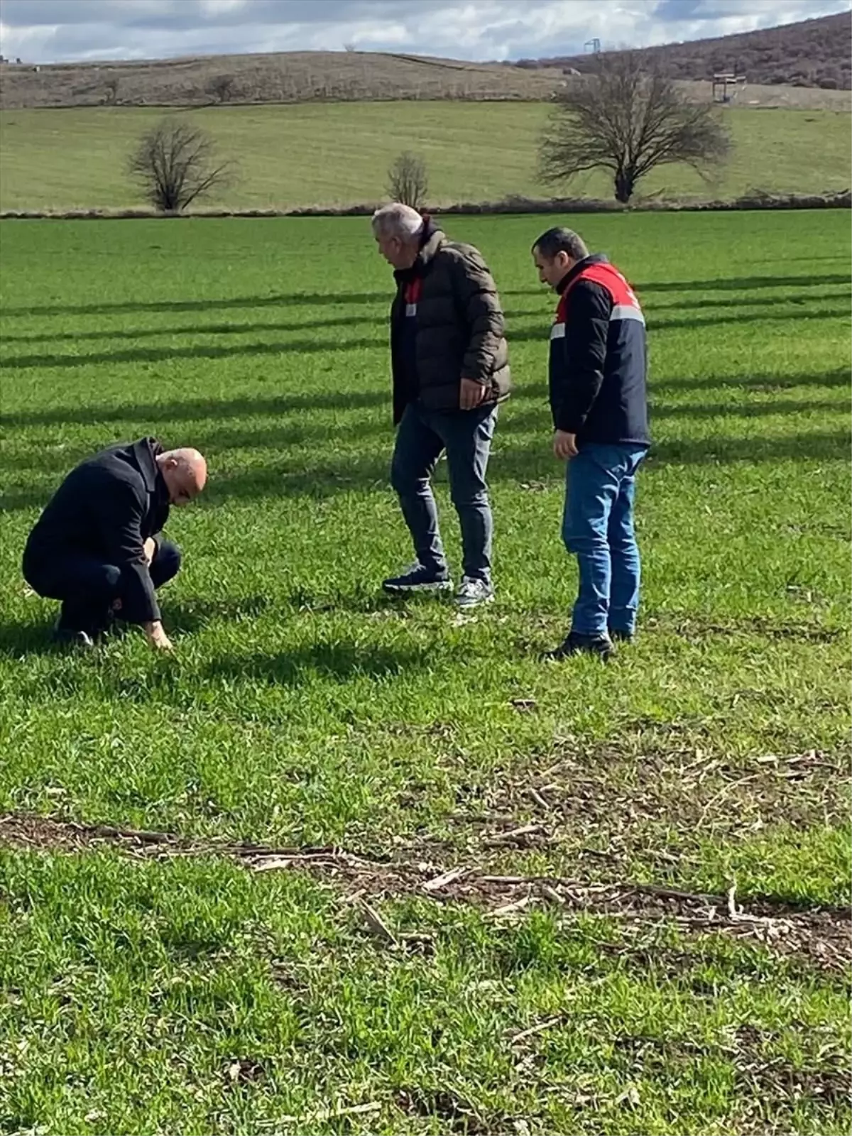 Çorum’da hububat tarlalarında kontrol çalışması