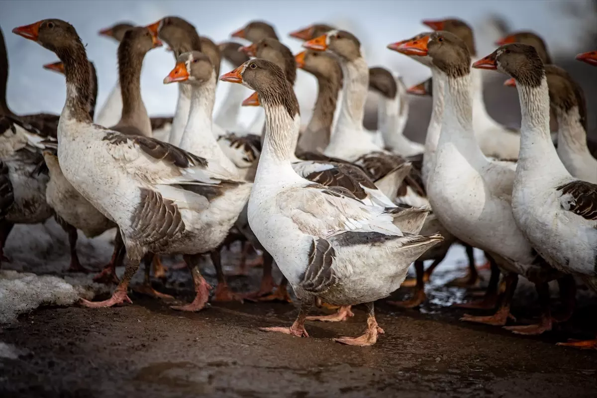 Köyde modern büyükbaş hayvancılık