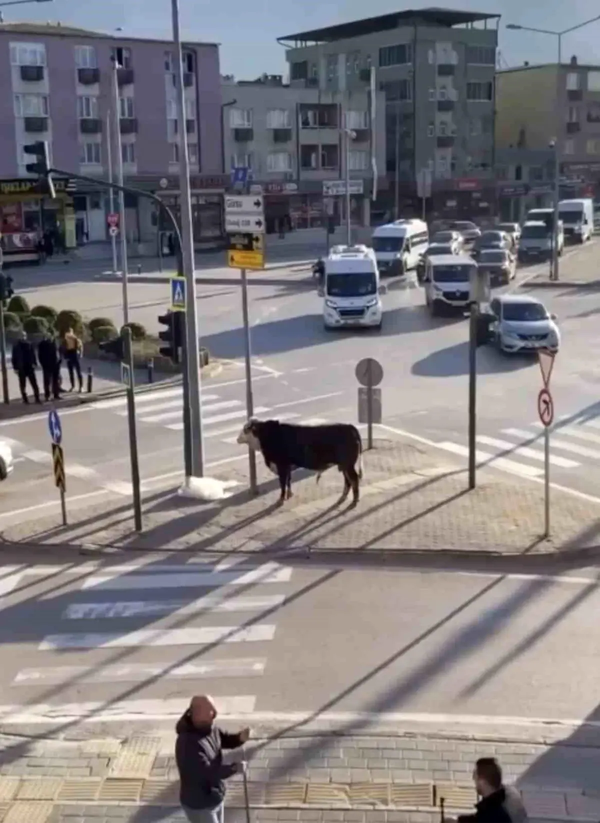 Bursa’da kaçan boğa trafiği durduruyor