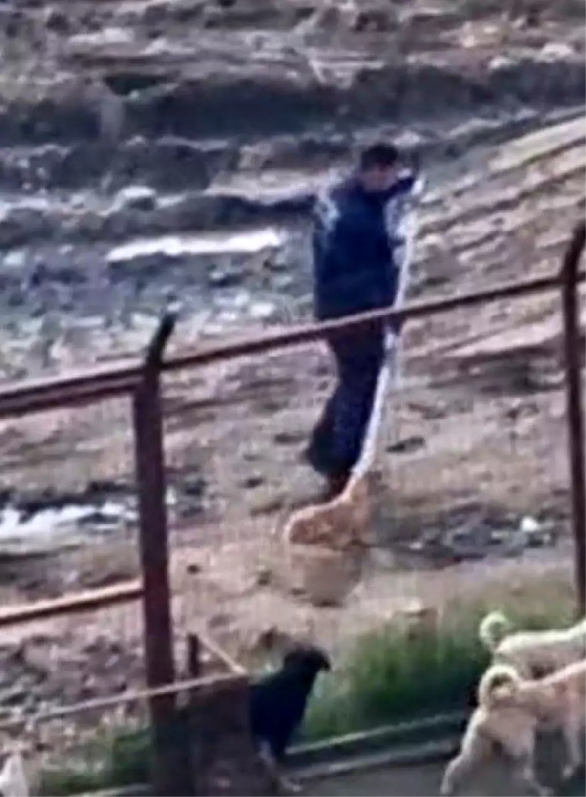 Sakarya Valiliği Geyve ve Pamukova'daki Hayvan Barınaklarını Denetledi