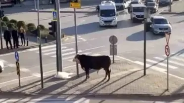 Bursa’da Kaçan Boğa Ankara Yolu’nda Trafiği Tehlikeye Attı