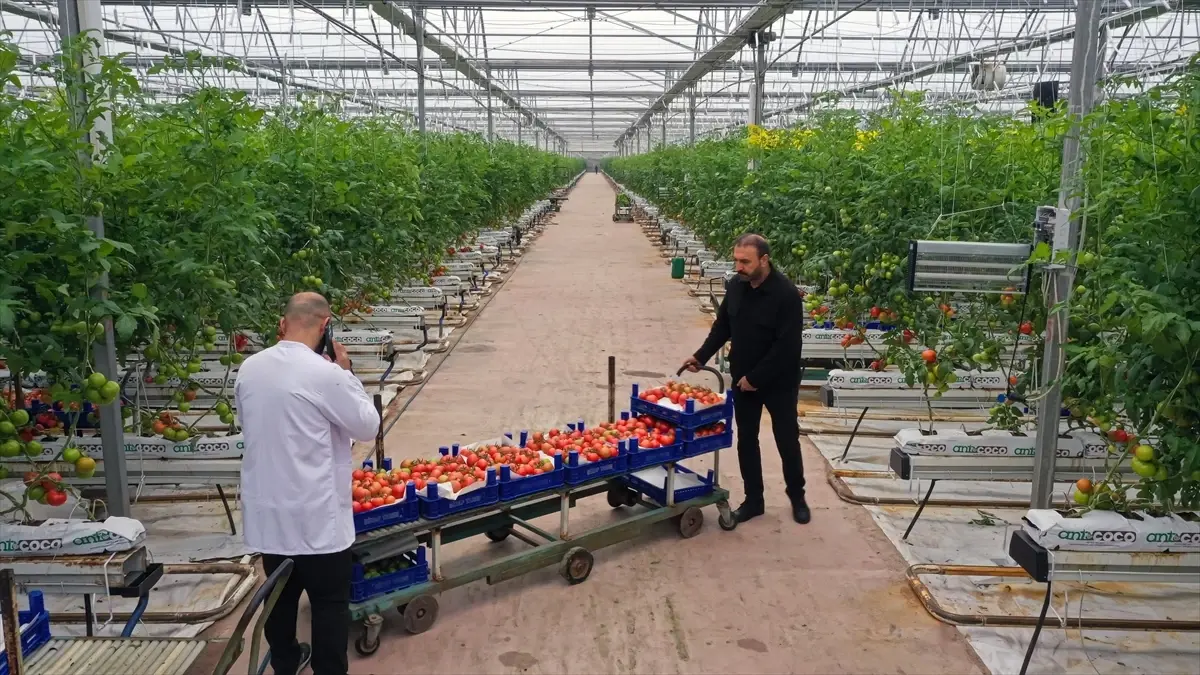 Elazığ’da Güneş Enerjili Seralarda Domates Verimi Yükseliyor