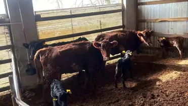 Kırsalda Bereket Projesi: Angus Buzağıları Kayıt Altına Alındı