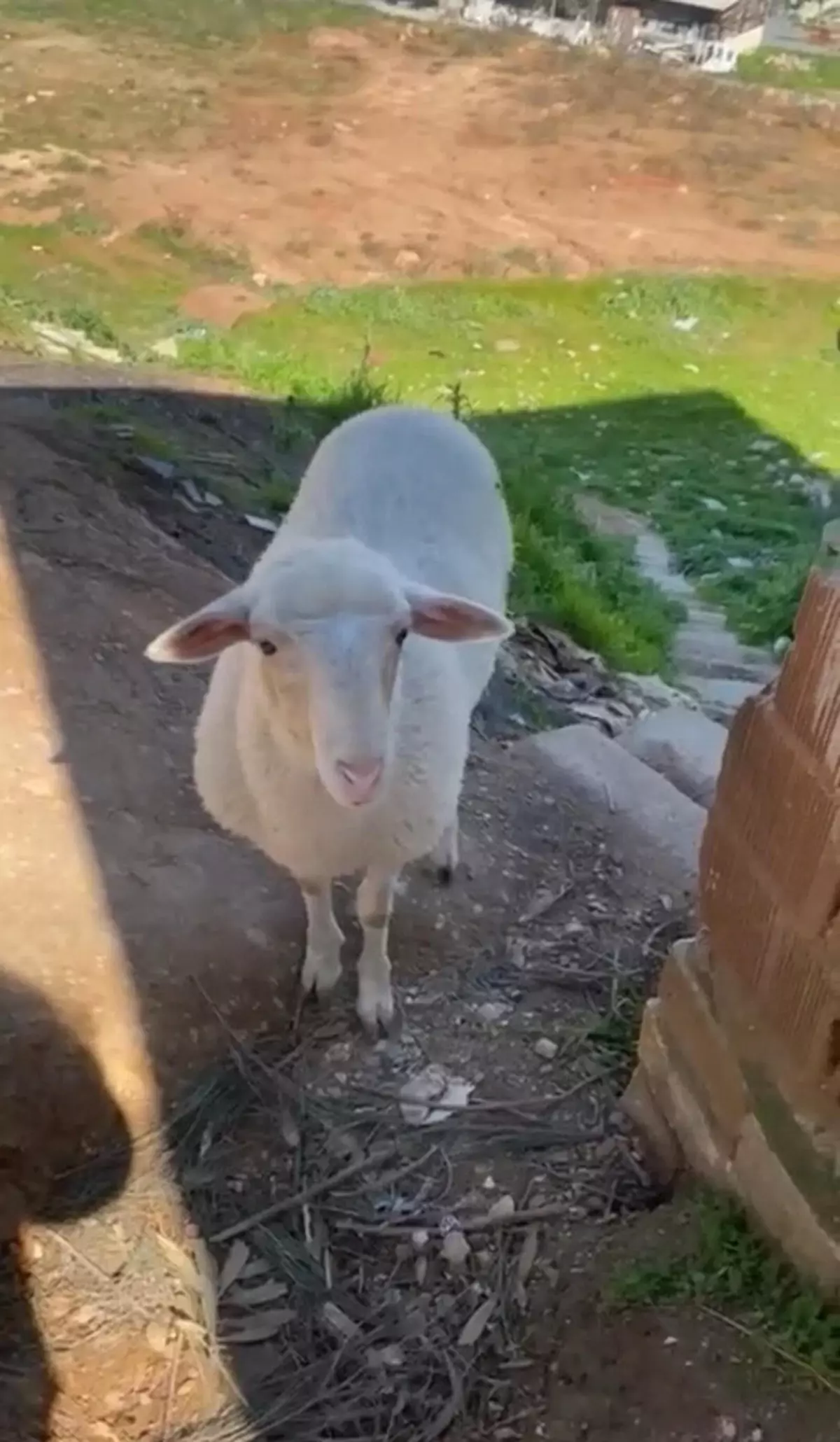 Aydın’da Kaybolan Koyun Tarçın, Belediye Çalışanlarının Hızlı Müdahalesiyle Bulundu