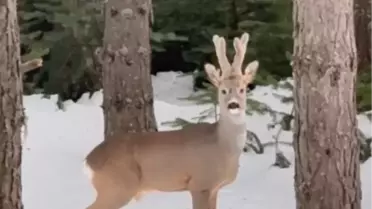 Bolu'nun Gerede Ormanında Karaca Görüntüsü Sosyal Medyada Gündemde