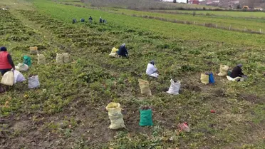 Alaçam’da Bedeş Turpu Hasadı Nisan Sonuna Kadar Sürüyor
