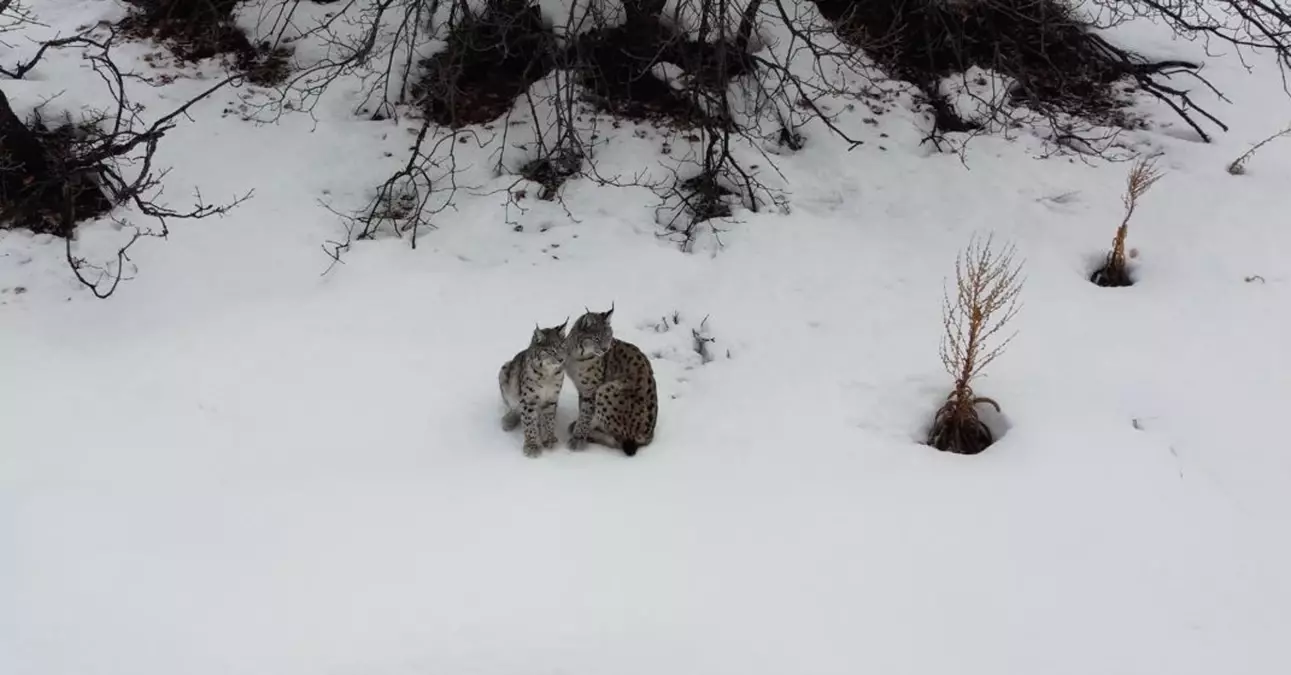 Erzincan’da Karla Kaplı Alanda Drone ile Çekilen Vaşak Ailesi Görüntüleri