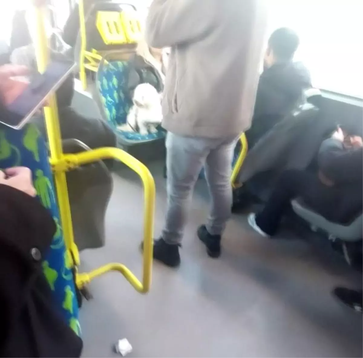 İstanbul Metrobüsünde Köpek Koltuğa Yerleşti: Yolcuların Tepkileri Gündemde