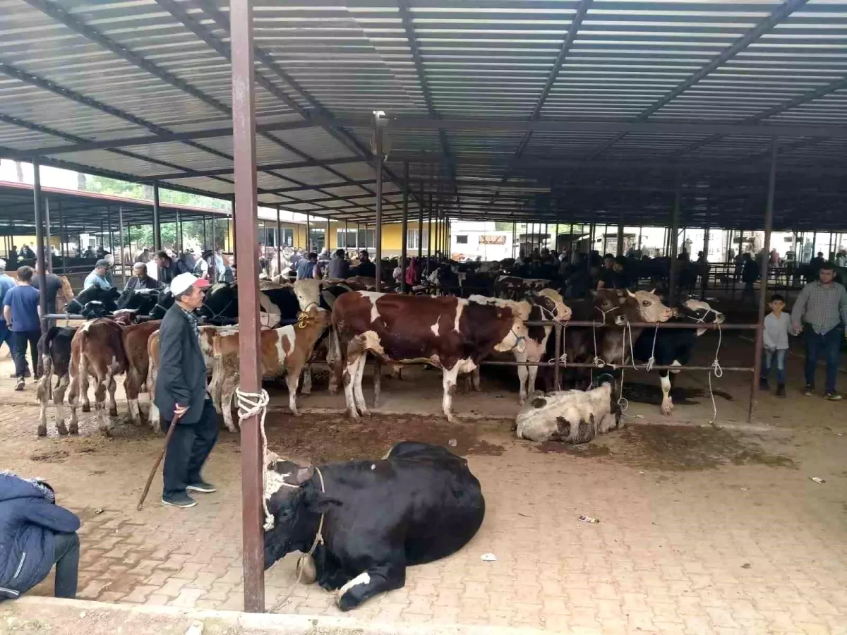 Aydın Hayvan Pazarlarında Yeni Dönem: Saatler ve Sağlık Kontrolleri Belirlendi