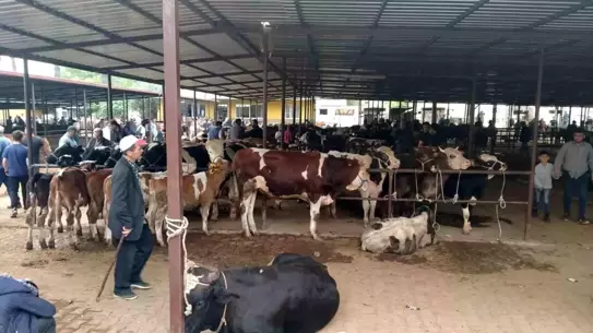 Hayvan pazarında sağlık kontrolü yapan veteriner