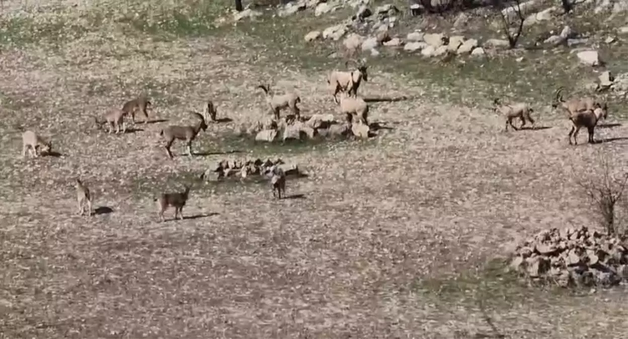 Diyarbakır Çermik’te Dağ Keçisi Sürüsü Görüldü: Kaçak Avcılara 940 Bin Lira Ceza