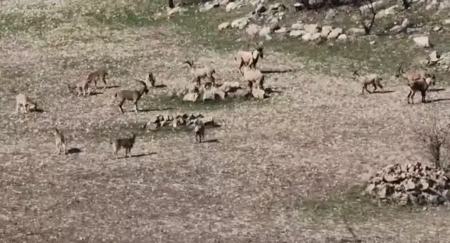 Dağ keçileri sürüsü fotoğrafı 1