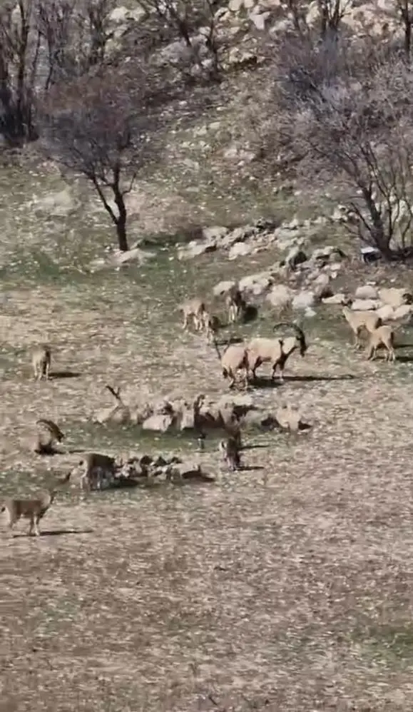 Dağ keçileri sürüsü fotoğrafı 2