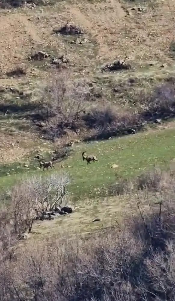 Dağ keçileri sürüsü fotoğrafı 3