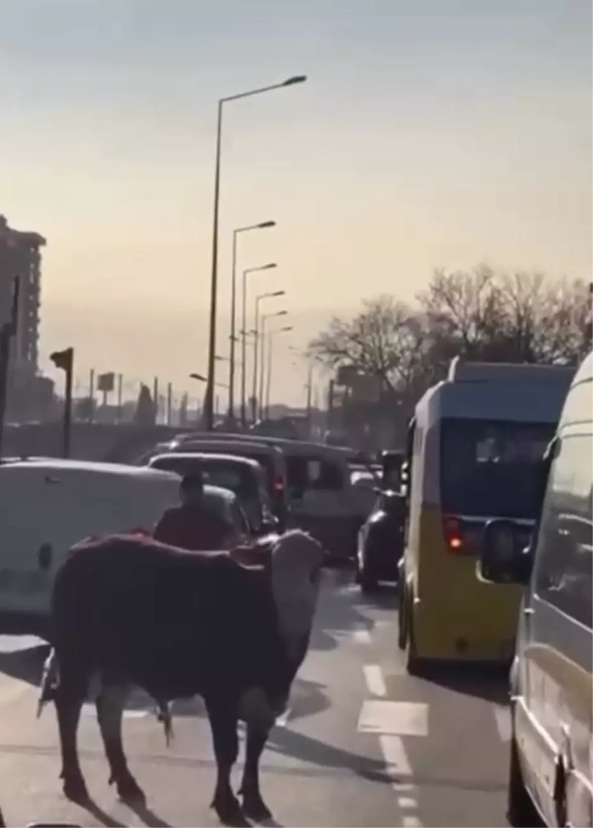 Bursa’da Kaçan Boğa Trafiği Durma Noktasına Getirdi