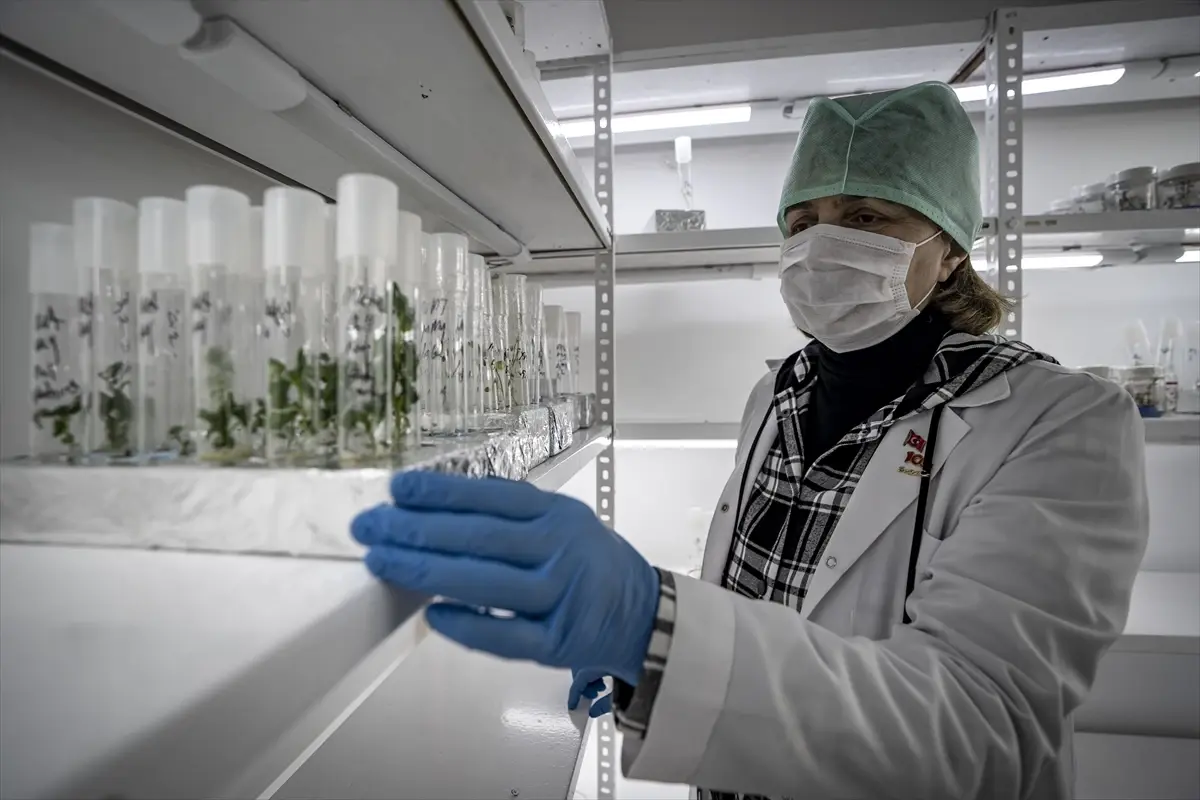 Erzurum Enstitüsü'nden 20 Yıllık Çalışma Sonucu Yerli Patates Tohumları Üretildi