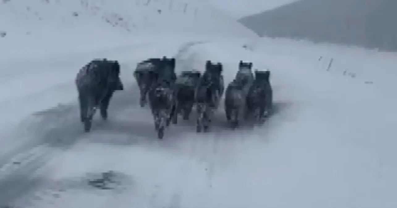 Kars'ta Şiddetli Kışta Kurtlar Köpeği Yanına Alarak Besledi