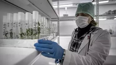 Yeni nesil yerli patates çeşidi