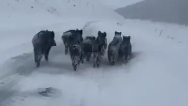 Kurtların köpeği taşıdığı an