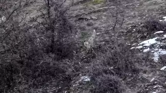 Dronla kaydedilen tilki çifti hareket halinde