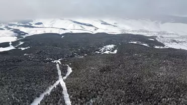 Drone ile çekilmiş Sarıkamış ormanlarının detaylı görüntüsü