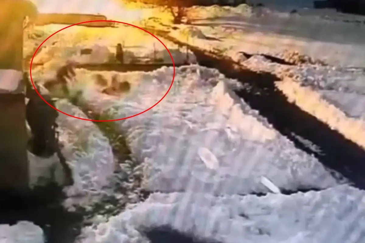 Kars’ta Şaşırtıcı An: Salih Uzgur Kürekle Kurt Sürüsünü Kovaladı