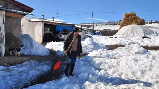 Kars’ta Köpeklerle Mücadele: Salih Uzgur’un Kurtları Kürekle Kovalaması